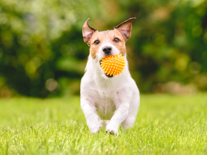 Pet dog running through the yard of a new home