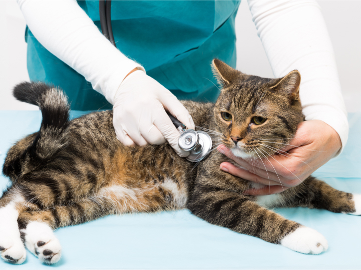 Veterinarian helping a cat